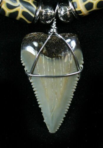 Serrated Fossil Great White Shark Tooth Necklace #27076